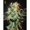 ARJAN'S STRAWBERRY HAZE · Green House Seeds · kaufen cannabis samen · Fem