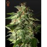 AFGOOEY · Strain Hunters · graines de cannabis · Fem