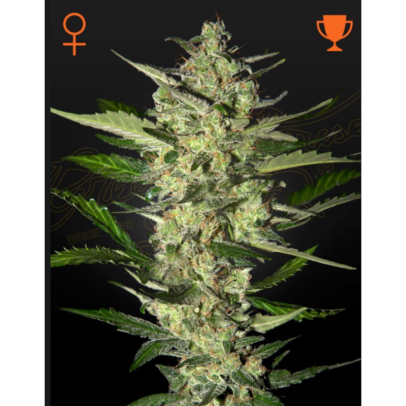 FLOWERBOMB KUSH · Strain Hunters · graines de cannabis · Fem
