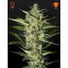 FLOWERBOMB KUSH · Strain Hunters · graines de cannabis · Fem