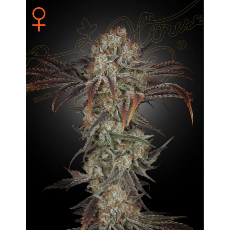 MONEY MAKER · Strain Hunters · graines de cannabis · Fem