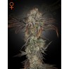 MONEY MAKER · Strain Hunters · cannabis samen · Fem