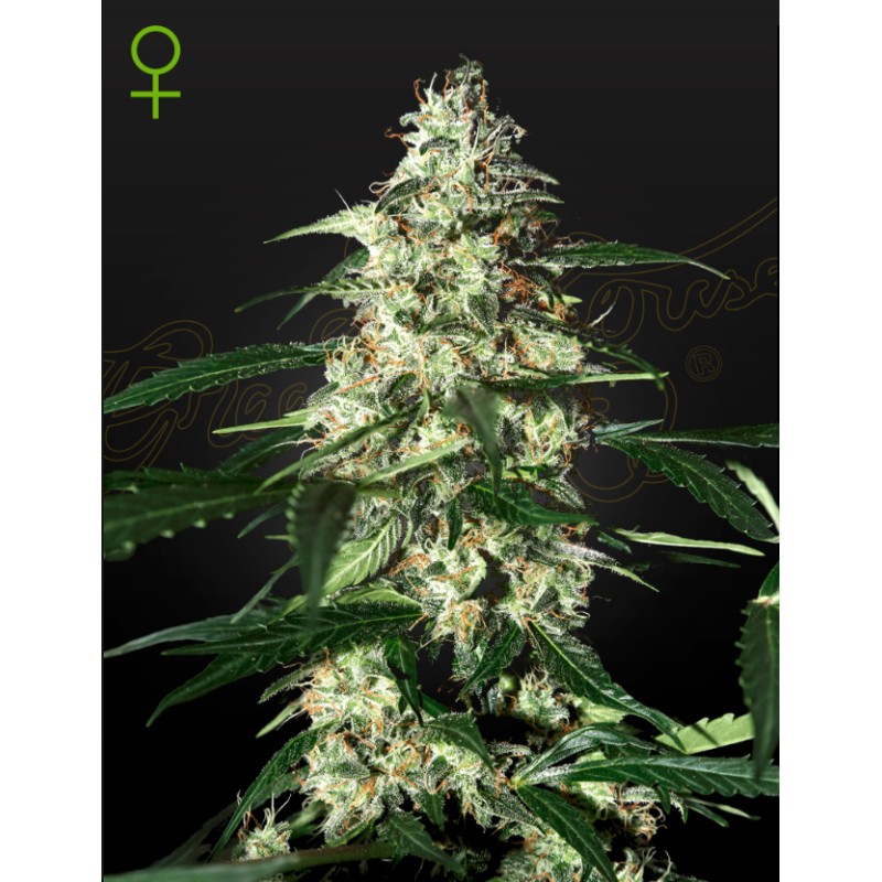 SKUNK AUTOFLOWERING · Strain Hunters · graines de cannabis · AutoFem