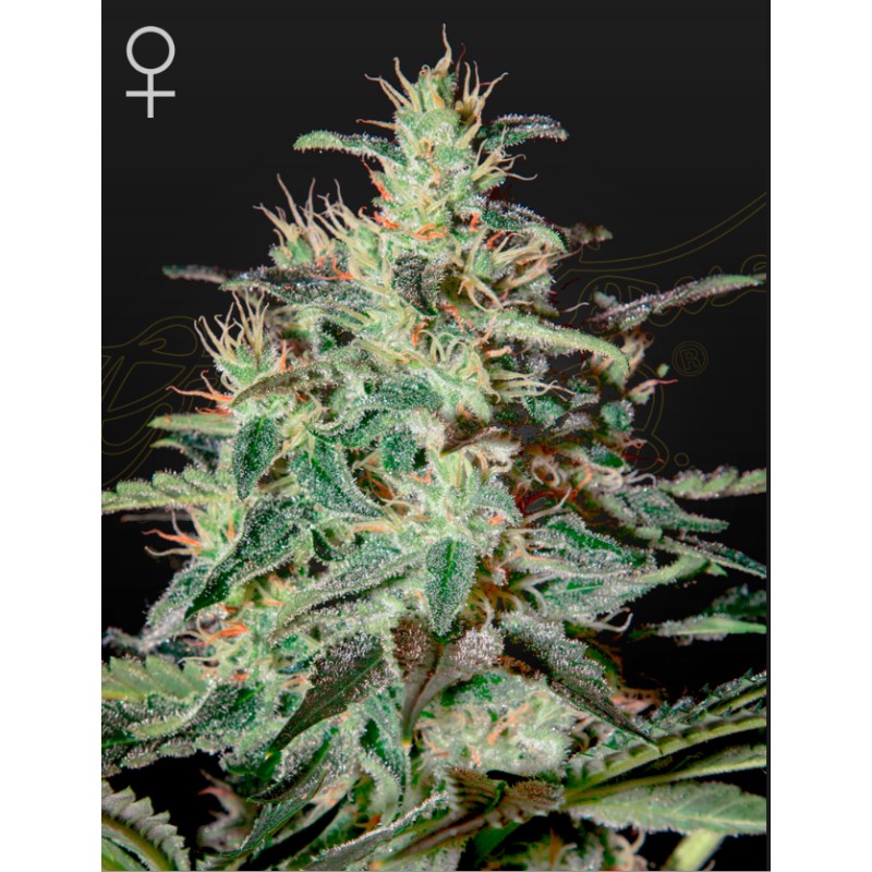 WHITE LEMON · Strain Hunters · cannabis samen · Fem