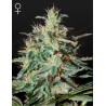 WHITE LEMON · Strain Hunters · cannabis samen · Fem