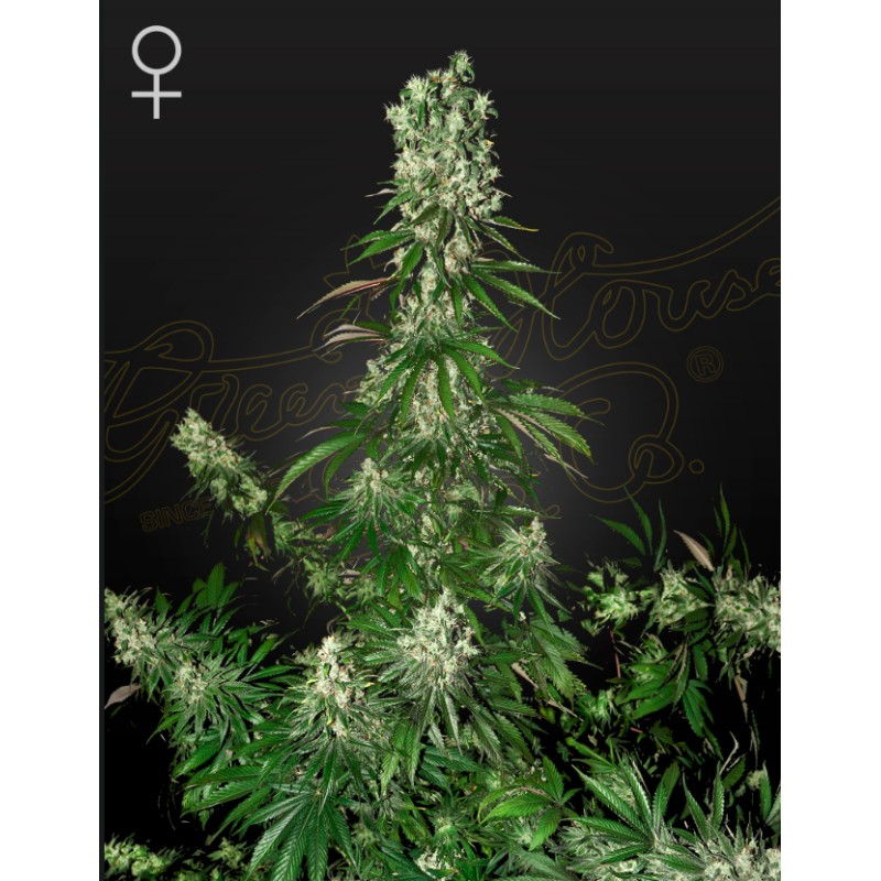 WHITE STRAWBERRY SKUNK · Strain Hunters · graines de cannabis · Fem