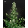 WHITE STRAWBERRY SKUNK · Strain Hunters · cannabis samen · Fem