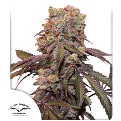 AUTO CANDY BUBATZ XL · Dutch Passion · sementes de maconha · Auto Fem