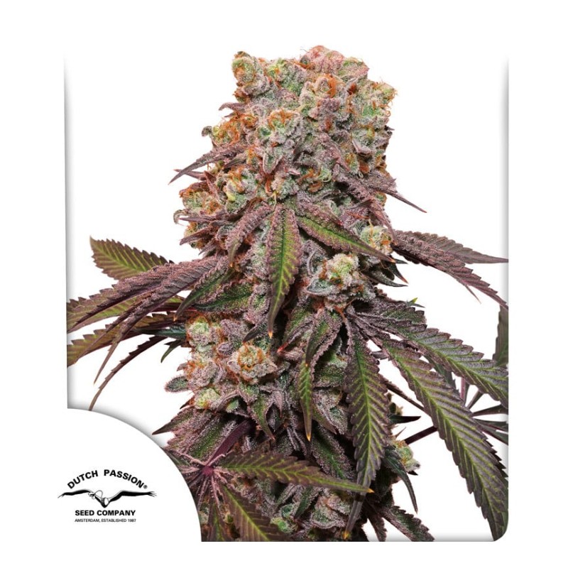 AUTO CANDY BUBATZ XL · Dutch Passion · graines de cannabis · Auto Fem