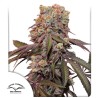 AUTO CANDY BUBATZ XL· Dutch Passion · cannabis seeds · Auto Fem