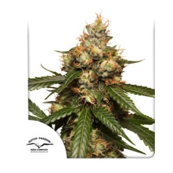 AUTO THC-VICTORY · Dutch Passion · cannabis samen · Auto Fem