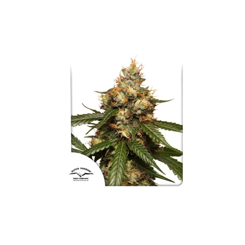 AUTO THC-VICTORY · Dutch Passion · kenevir tohum · Disi · Auto Fem