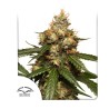 AUTO THC-VICTORY · Dutch Passion · cannabis seeds · Auto Fem