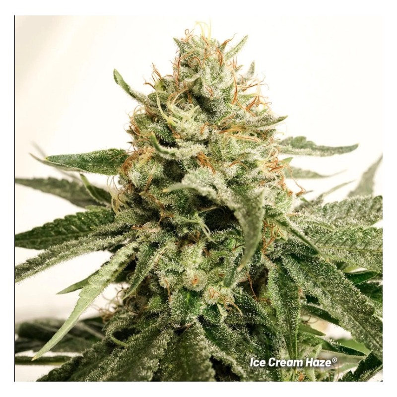 ICE CREAM HAZE · Dutch Passion · graines de cannabis · Fem
