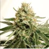 ICE CREAM HAZE · Dutch Passion · graines de cannabis · Fem