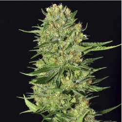 VENENO · Eva Seeds · sementes de maconha · Fem