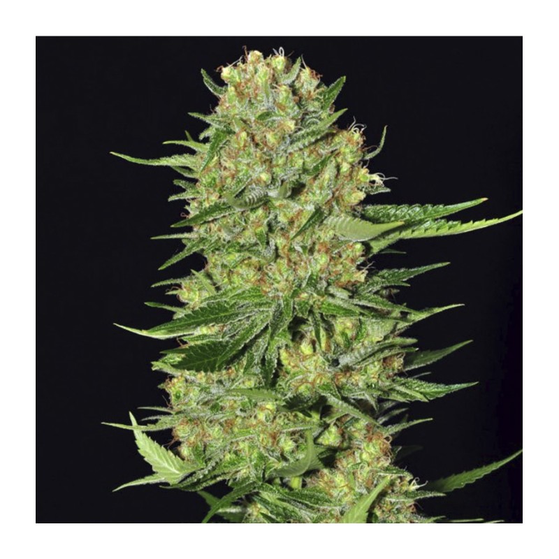 VENENO · Eva Seeds · sementes de maconha · Fem