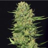 VENENO · Eva Seeds · sementes de maconha · Fem