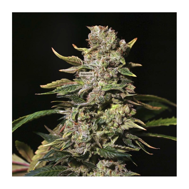 TNT KUSH · Eva Seeds · kaufen cannabis samen · Fem