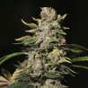 TNT KUSH · Eva Seeds · sementes de maconha · Fem