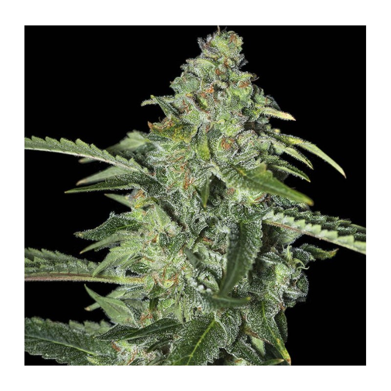 TNT KUSH CBD · Eva Seeds · cannabis samen · Fem