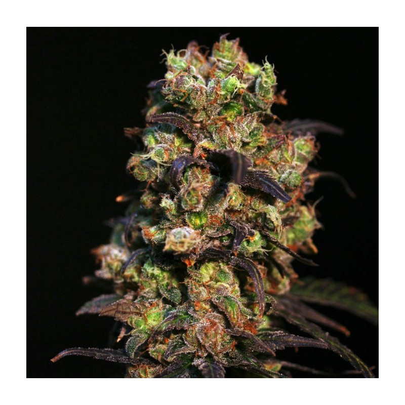 PINK PLANT · Eva Seeds · sementes de maconha · Fem