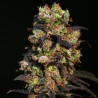 PINK PLANT · Eva Seeds · sementes de maconha · Fem