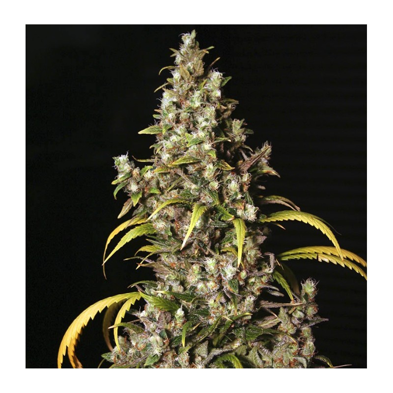 MONSTER · Eva Seeds · graines de cannabis  · Fem