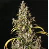 MONSTER · Eva Seeds · graines de cannabis  · Fem