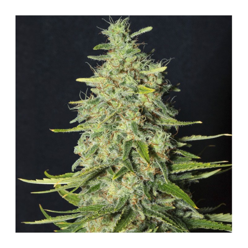 MONSTER CBD · Eva Seeds · sementes de maconha · Fem