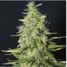 MONSTER CBD · Eva Seeds · kaufen cannabis samen ·  Fem
