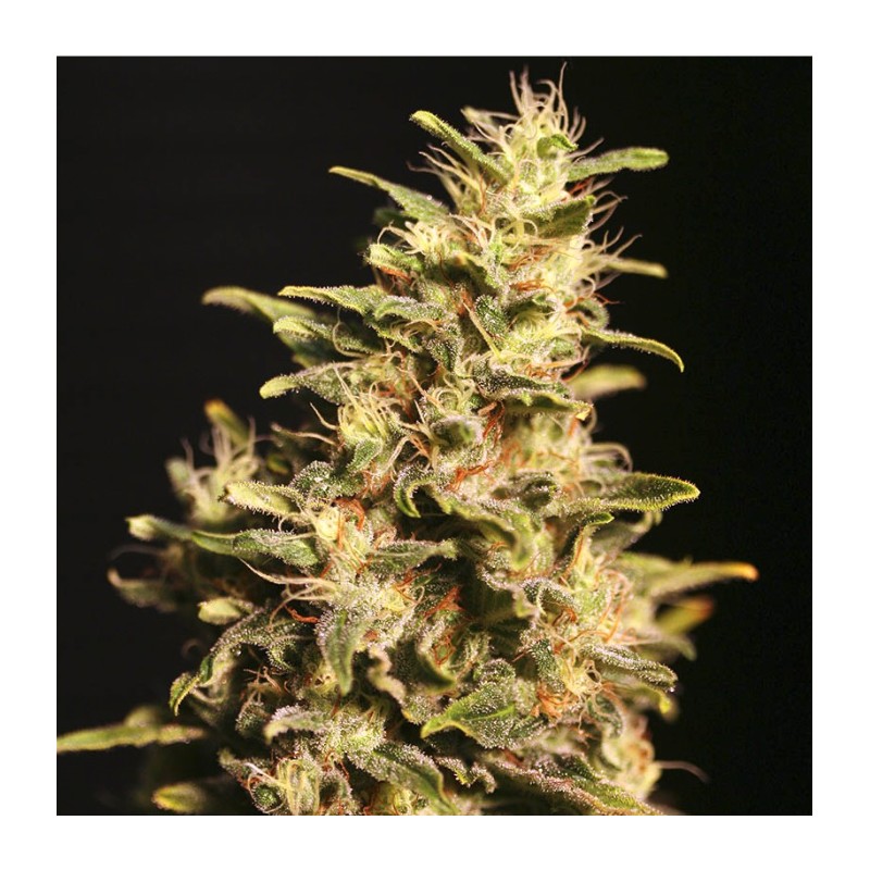 MISSING IN BARCELONA · Eva Seeds · sementes de maconha · Fem