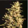 MISSING IN BARCELONA · Eva Seeds · sementes de maconha  · Fem