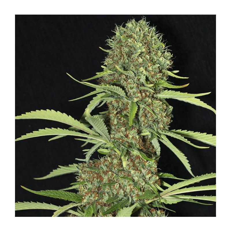 JAMAICAN DREAM · Eva Seeds · cannabis samen · Fem
