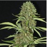 JAMAICAN DREAM · Eva Seeds · cannabis samen · Fem