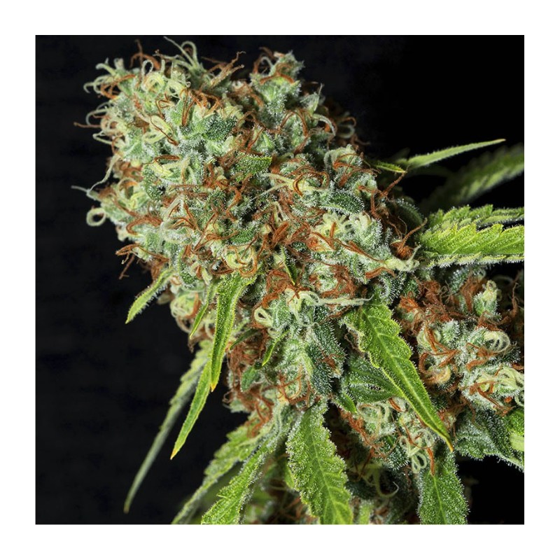 JAMAICAN DREAM CBD · Eva Seeds · sementes de maconha · Fem
