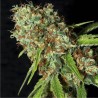 JAMAICAN DREAM CBD · Eva Seeds · sementes de maconha · Fem