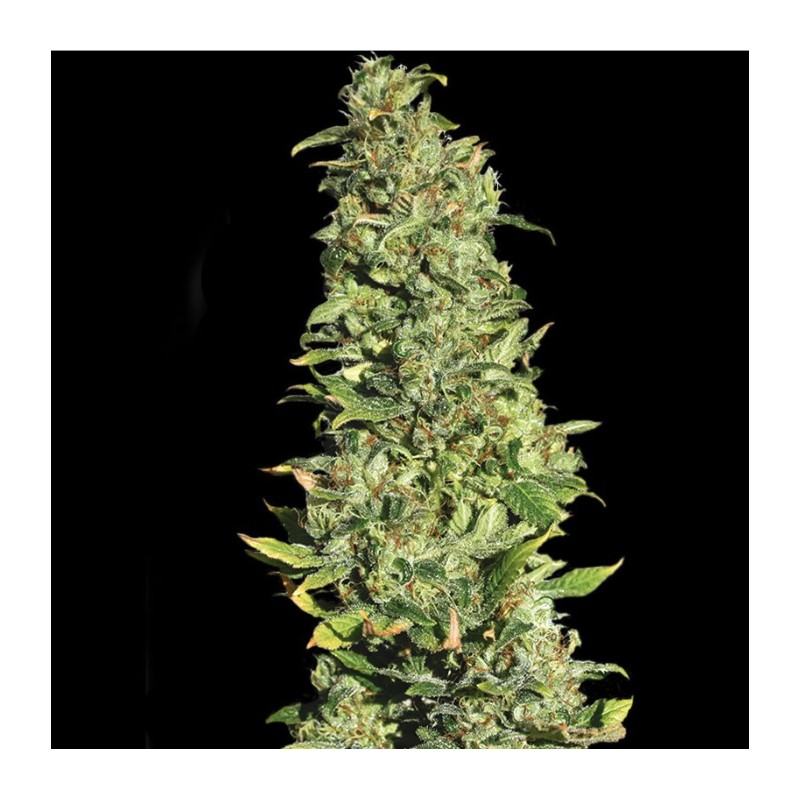 HIGH LEVEL · Eva Seeds · sementes de maconha · Fem