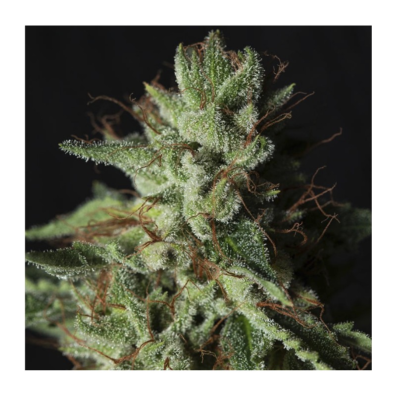 GORILLA CANDY · Eva Seeds · kaufen cannabis samen ·  Fem