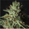 GORILLA CANDY · Eva Seeds · kaufen cannabis samen ·  Fem