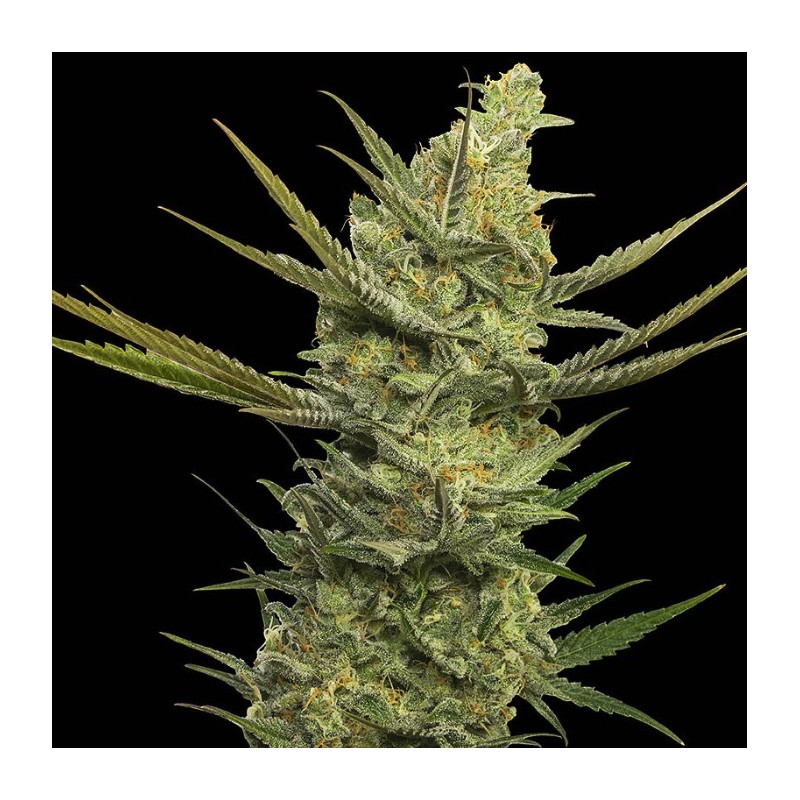 GIPSY HAZE · Eva Seeds · sementes de maconha · Fem