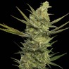 GIPSY HAZE · Eva Seeds · cannabis samen · Fem