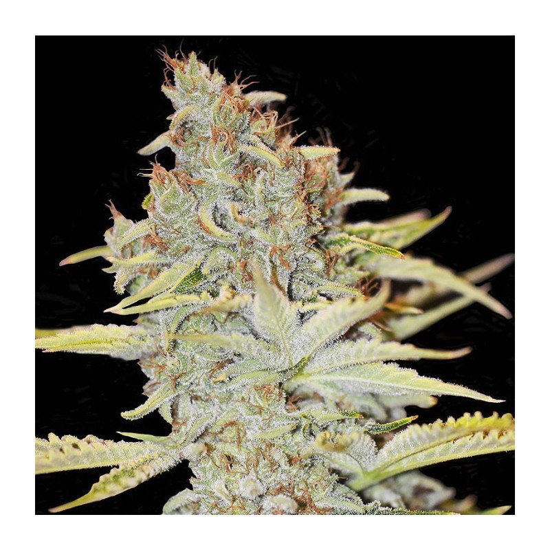 FURIOUS CANDY · Eva Seeds · sementes de maconha · Fem