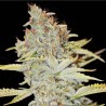 FURIOUS CANDY · Eva Seeds · kaufen cannabis samen ·  Fem