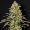 BLACK DREAM · Eva Seeds · sementes de maconha  · Fem