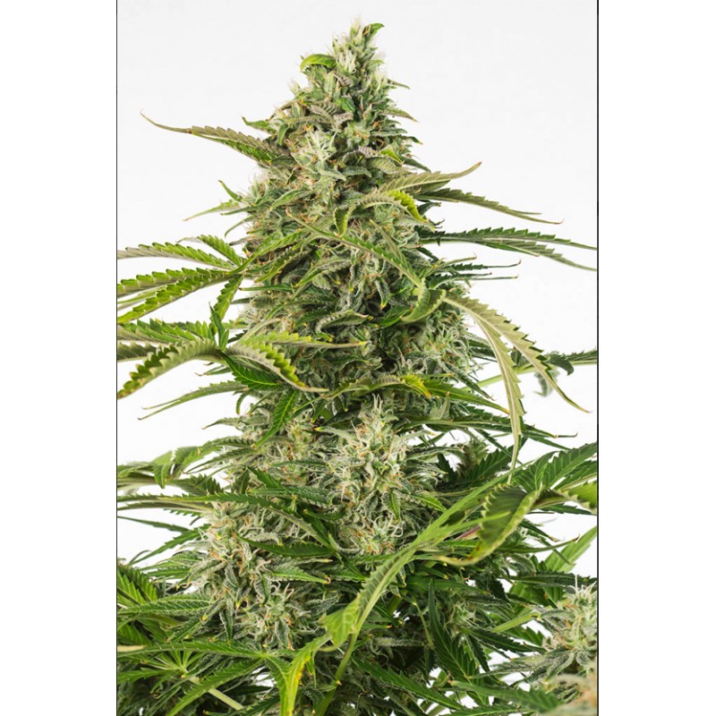 CHEESE CBD AUTO · Dinafem · graines de cannabis · AutoFem