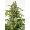 CHEESE CBD AUTO · Dinafem · graines de cannabis · AutoFem