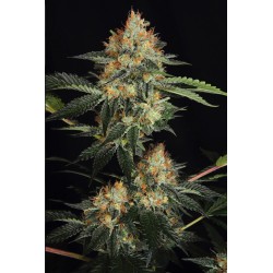 DINACHEM · Dinafem · cannabis seeds · Fem