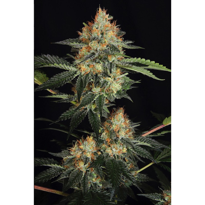 DINACHEM · Dinafem · cannabis seeds · Fem