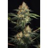 DINACHEM · Dinafem · cannabis samen  · Fem